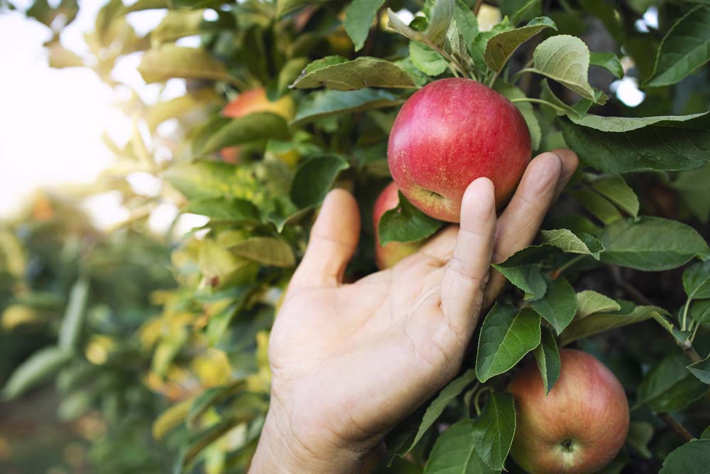 How To Prune Apple Trees Australia