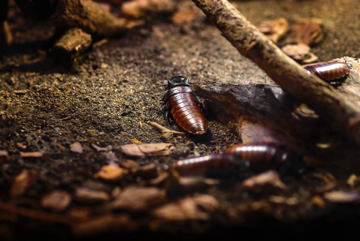 Madagascar Hissing Cockroach (Gromphadorhina portentosa)