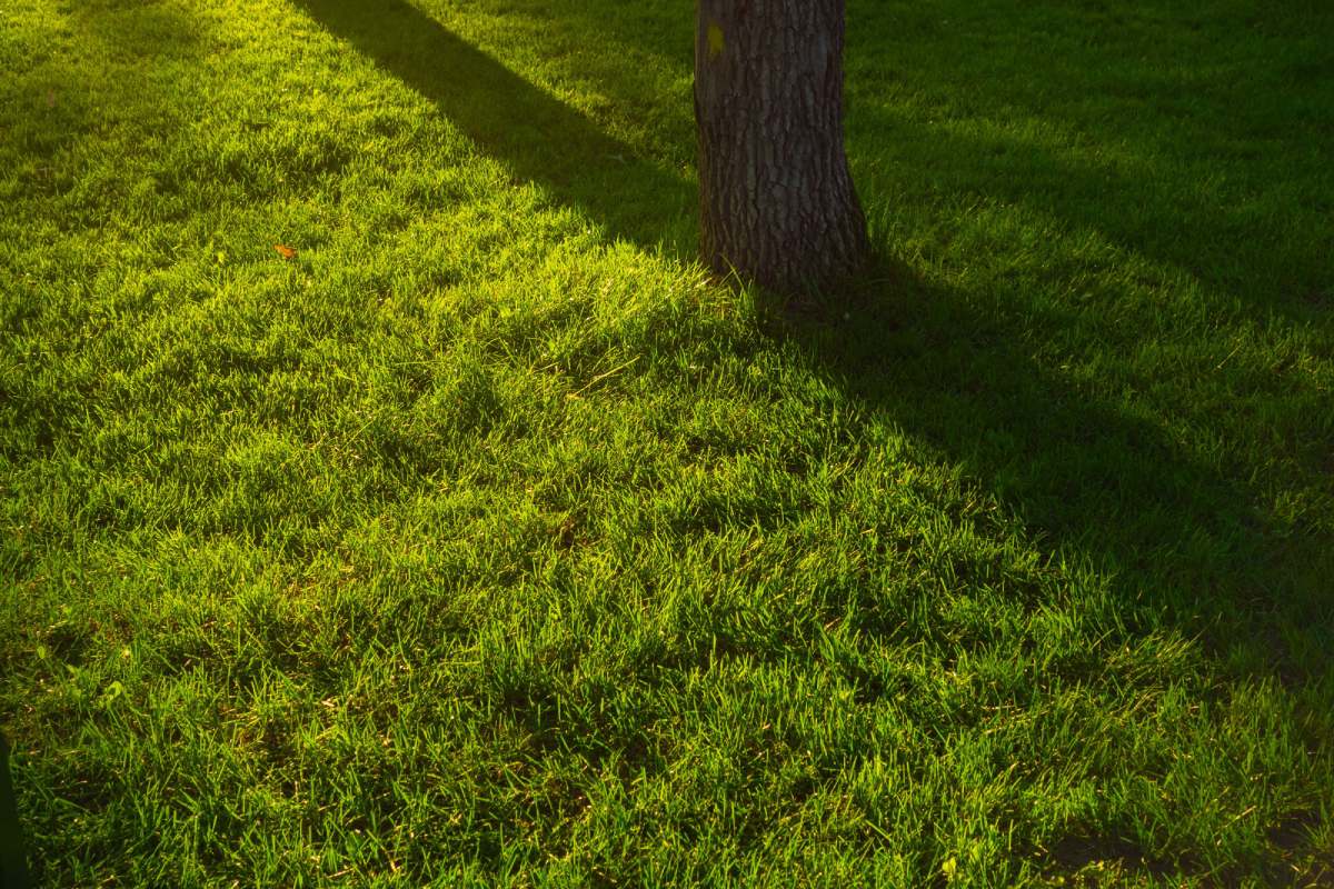An idyllic green field with lush grass in the warm sunlight