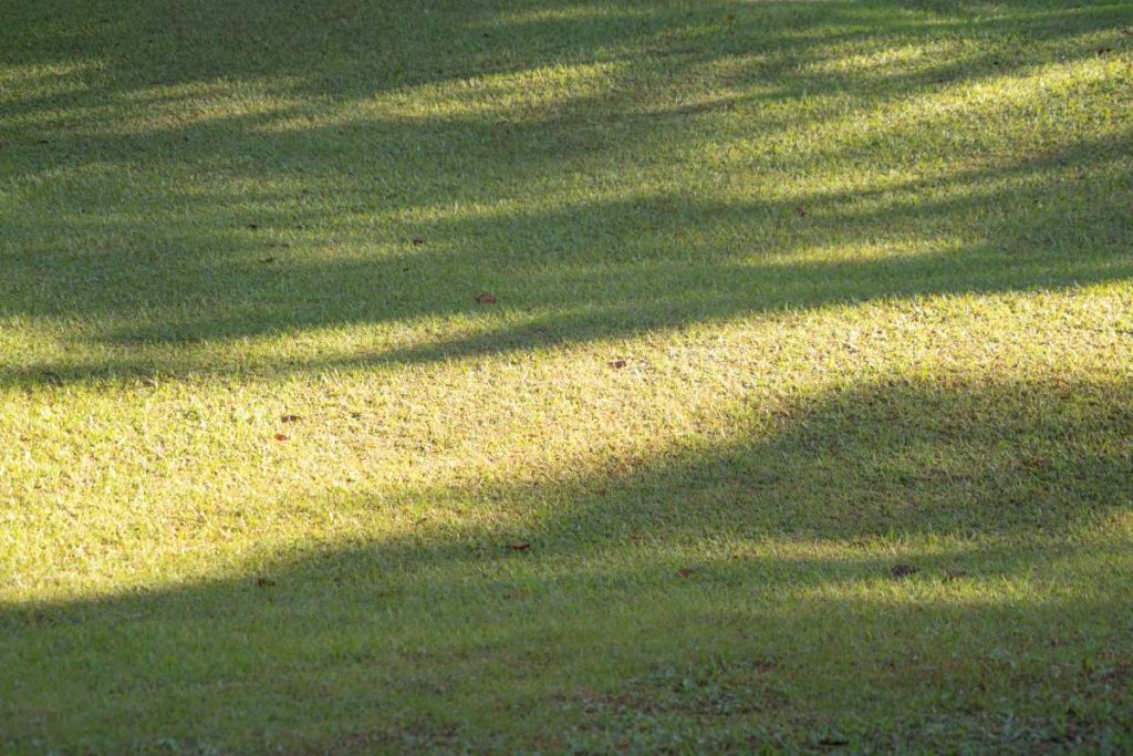 Lush green grass field pattern surface texture. Close-up of exterior natural material for design decoration background