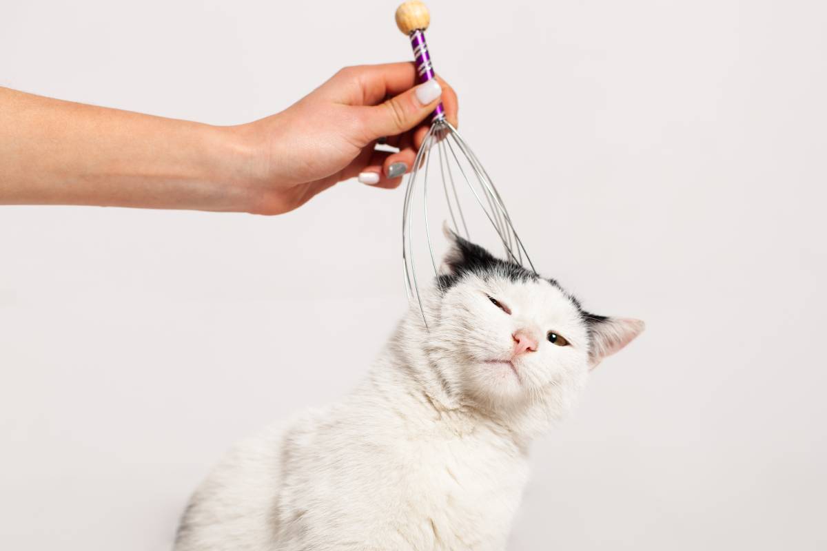 Massaging the cat's head and nape. Massage Moldova, Bender, July 5, 2020, Bender Fortress, children's flat