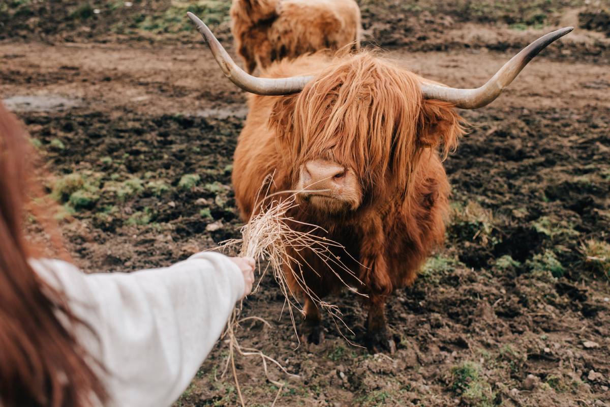 woman-feeding-highland-cattle-trossachs-national-2024-07-02-22-37-25-utc (1)