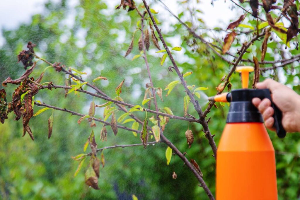 A man sprays trees in the garden. Selective focus. Nature.