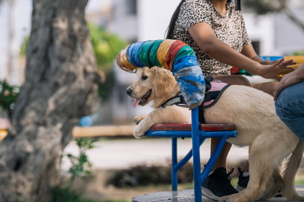 Labrador puppy dog looking curious around in a park next to people sitting on a playground