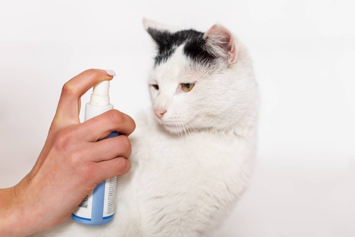 Pet care, flea and tick spray treatment. Black and white cat with yellow eyes on a white background.