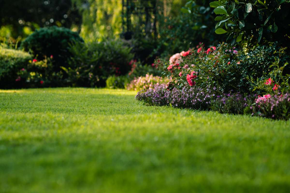 Green grass lawn with blooming flower bushes in a landscaped garden, representing a peaceful backyard atmosphere.